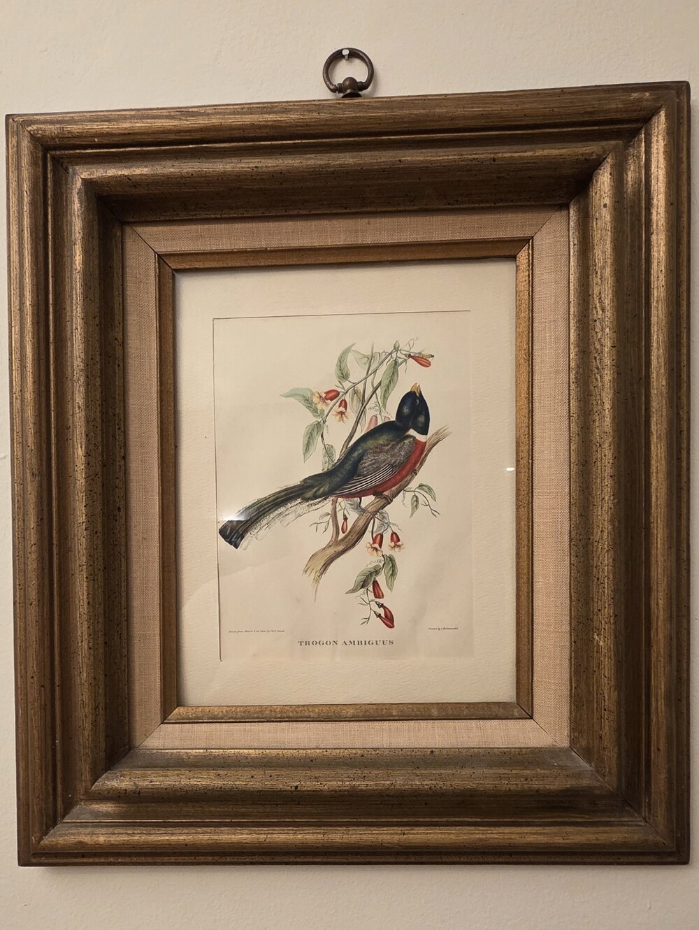 Vintage John Gould Trogon Ambiguus Bird Print Ornithology Gilt Framed Art